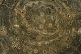 Polished Fossil Rugose Coral Slab - Morocco #259790-1